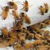 HoneyBees in House