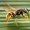 German Wasp