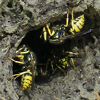 Western Yellowjackets