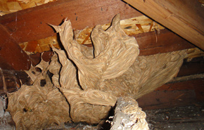 German Wasp Nest