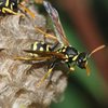 Paper Wasp