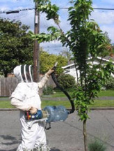 Vacuuming bees